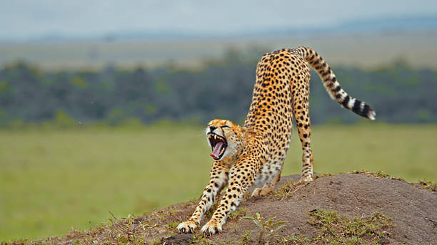  Extended Safari Vacations in East Africa 